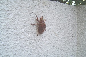 セミ