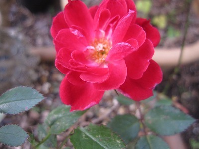 s16122219 034.jpg